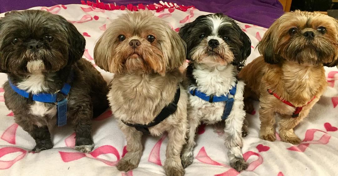 23632217_10214755477151461_1588888749166441123_o