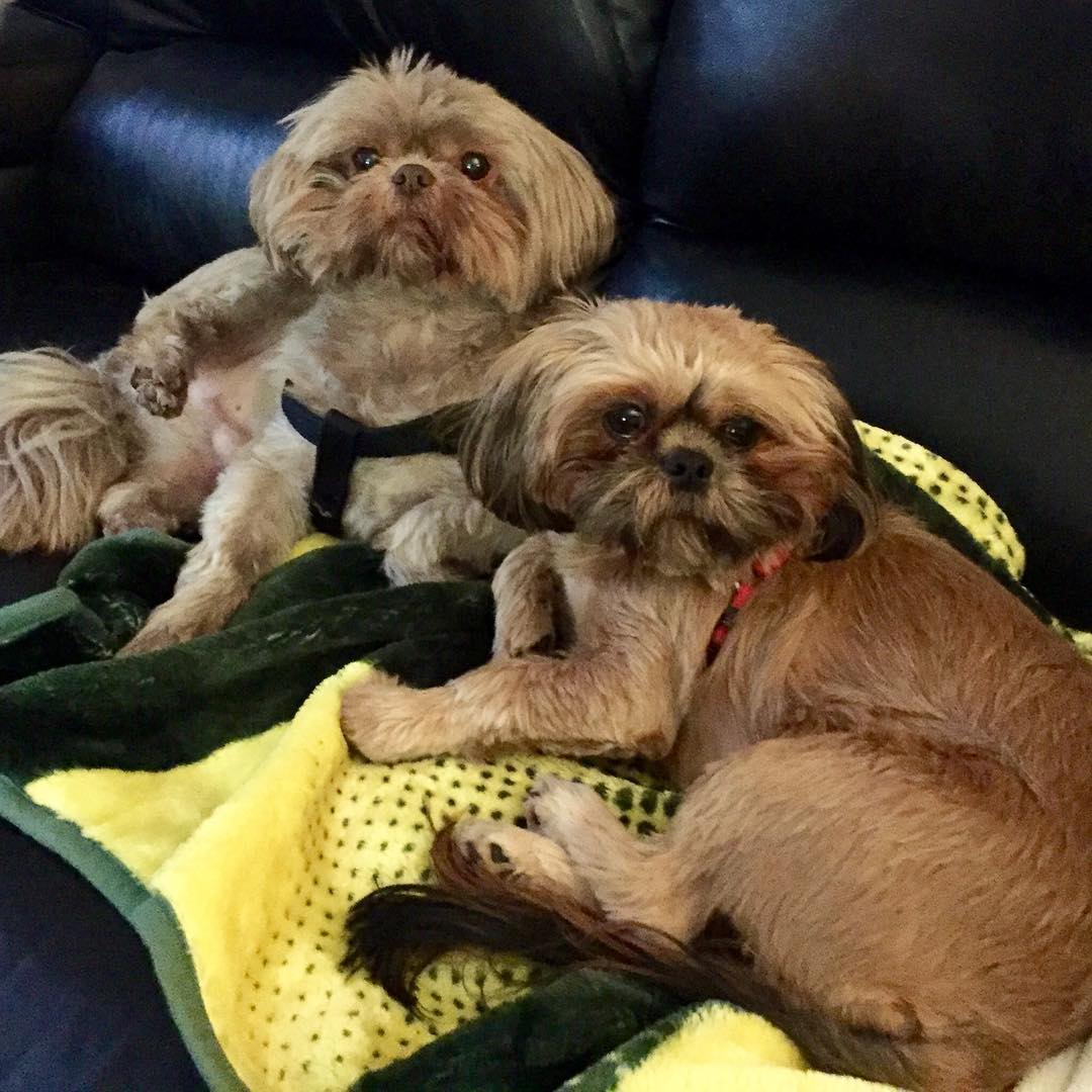 23736145_10214781199554505_1580837041327208385_o