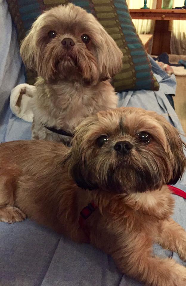 23794848_10214823428890212_7409490784574086049_n