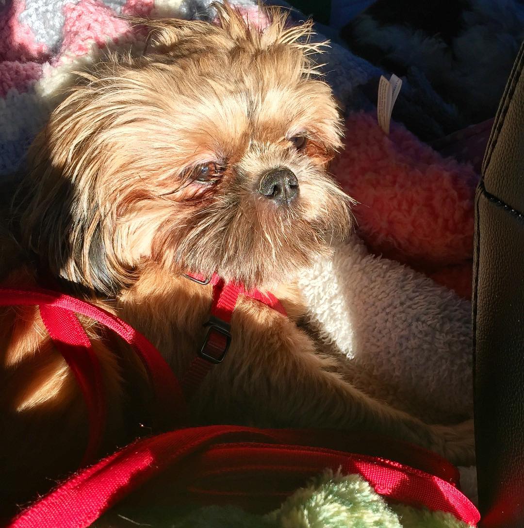 23826083_10214821812449802_2282554710825120641_o