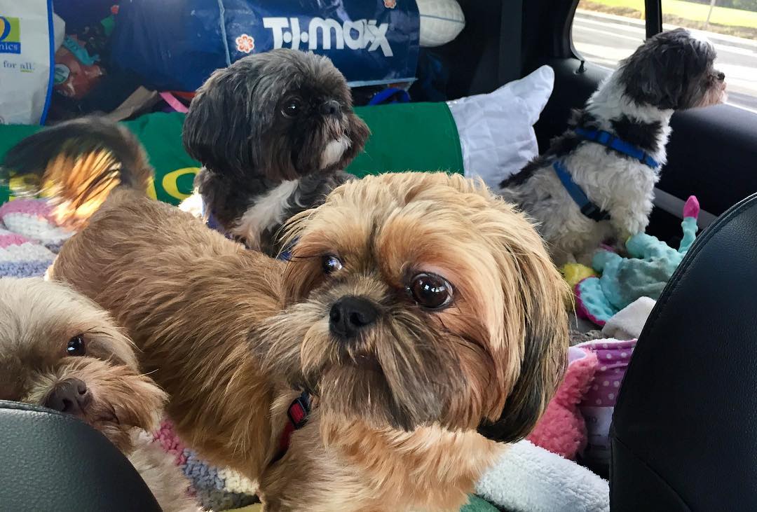 23845713_10214821704447102_1562754943204131704_o