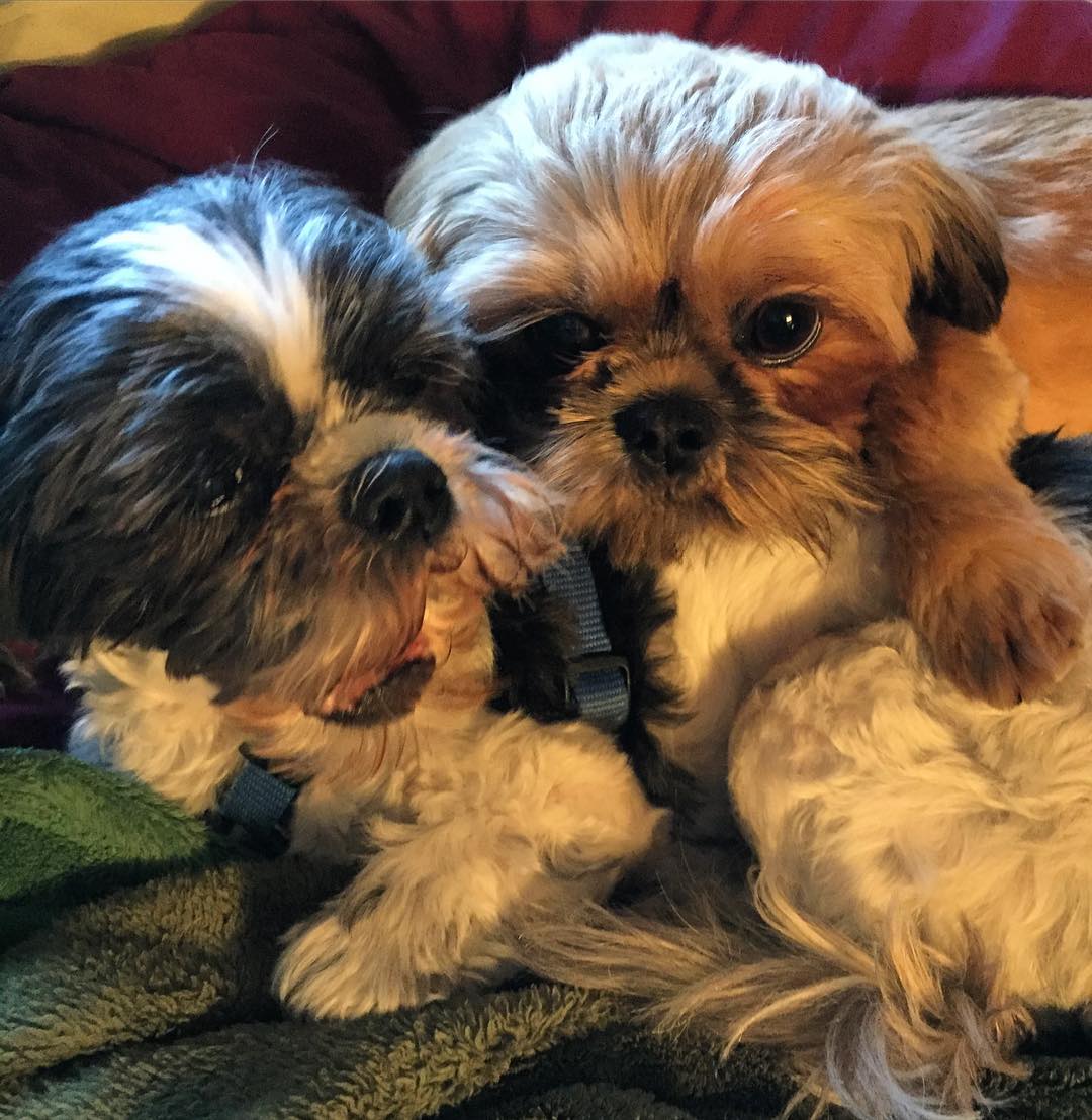 25311054_10214990086856557_1041651737846375937_o