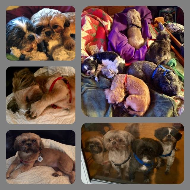 25445942_10215001332697696_3410336815265192607_n