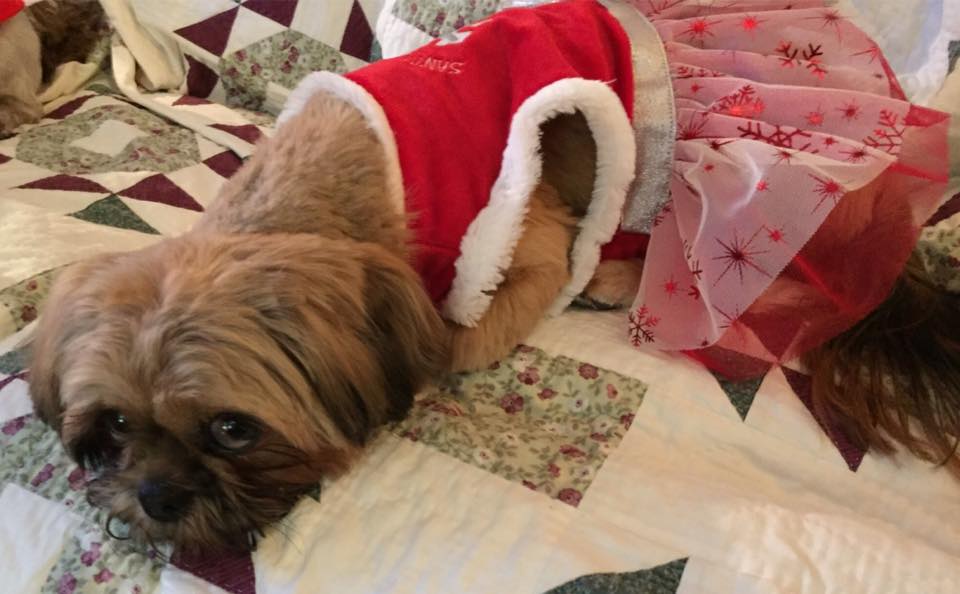 25552095_10215071098721803_2884390451519719681_n