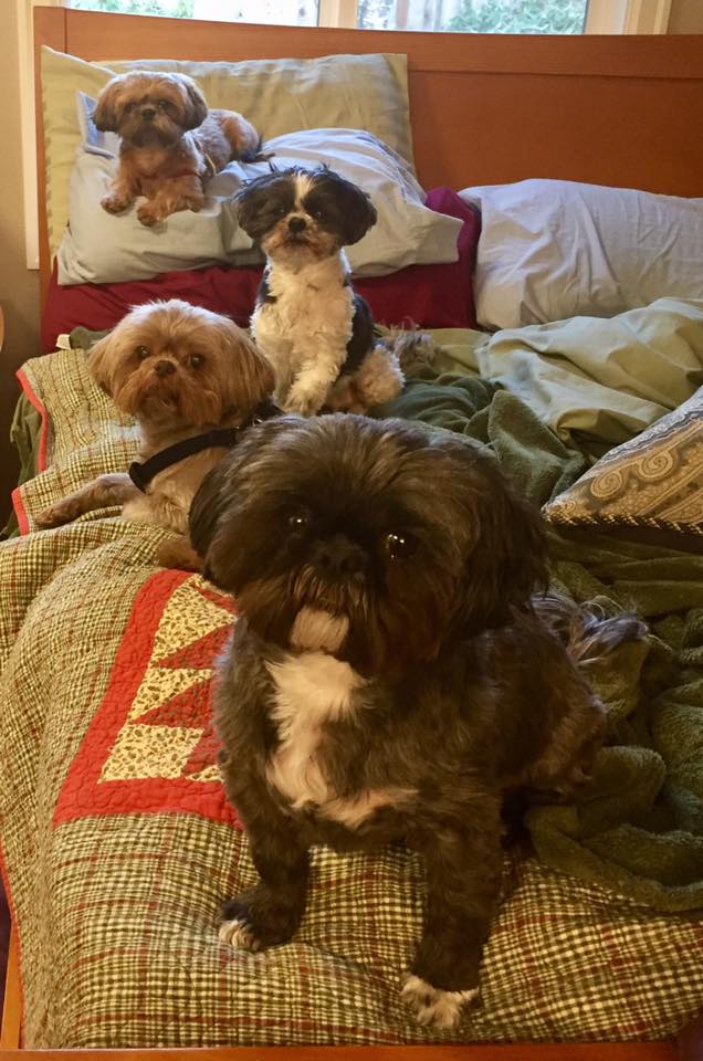 25594255_10215054766513508_5415702887859627676_n