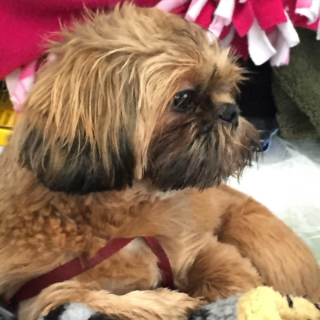 26025875_10215116171768601_2905657265428578924_o