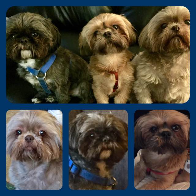 26219657_10215201223654845_4402180977050237070_n