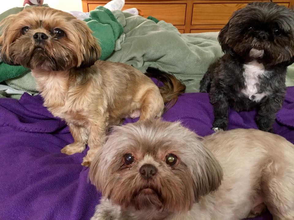 27544855_10215469196554000_8422085981445397210_n