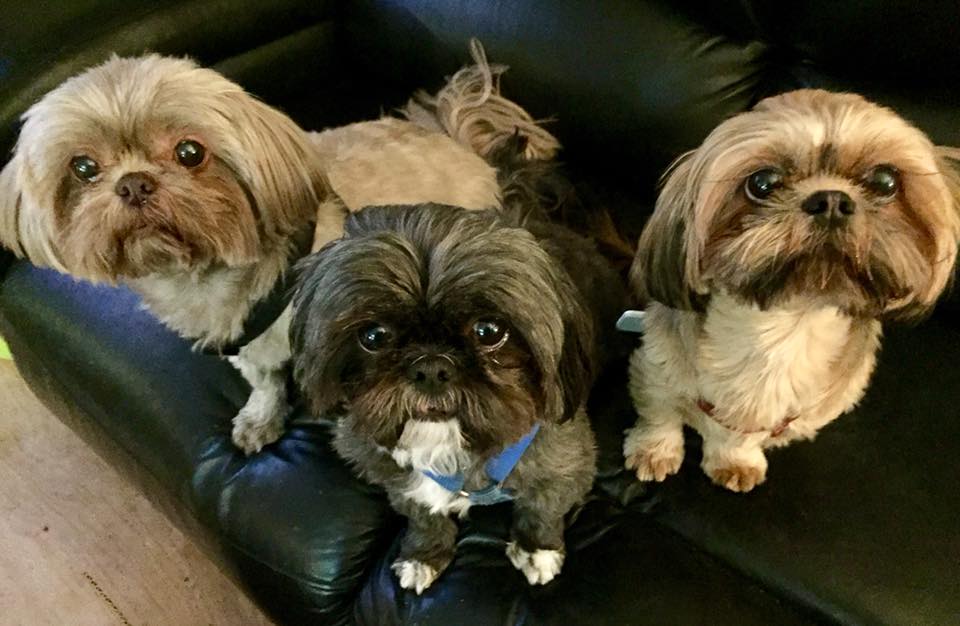 27657601_10215468144607702_2236606708976638657_n (1)