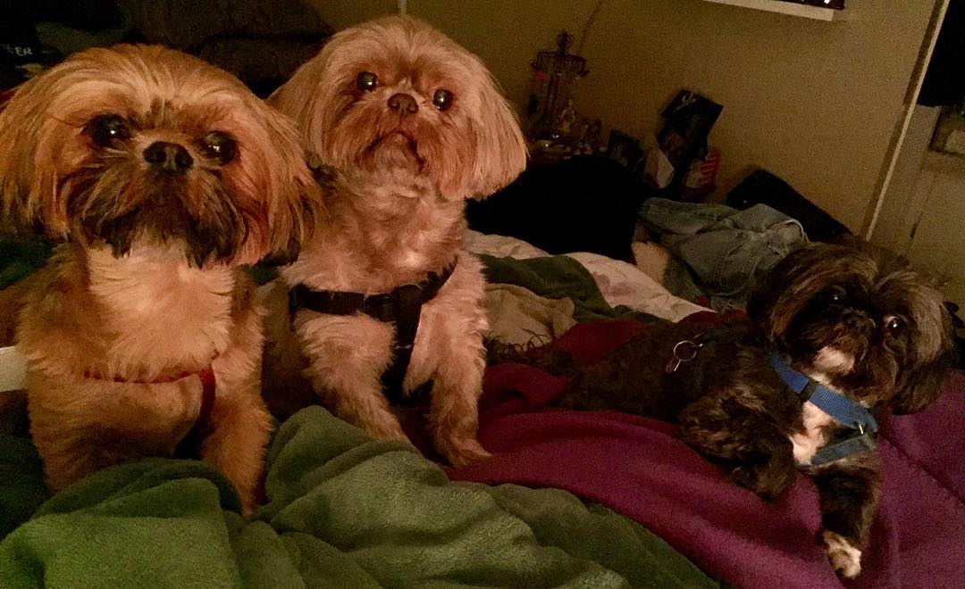 27788409_10215452084206202_7082326148329669507_o