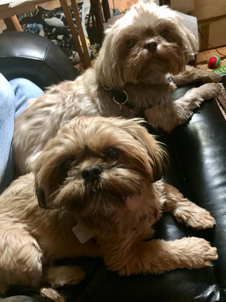 27972590_10215577300416529_1789800464465177846_n